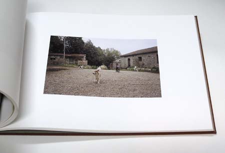 60_dogs_1