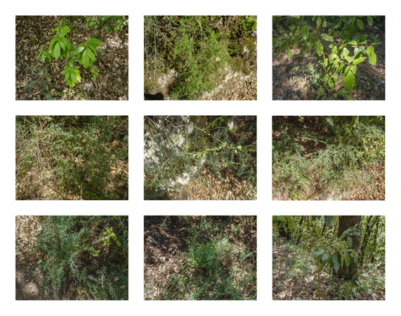 16_leaves medium