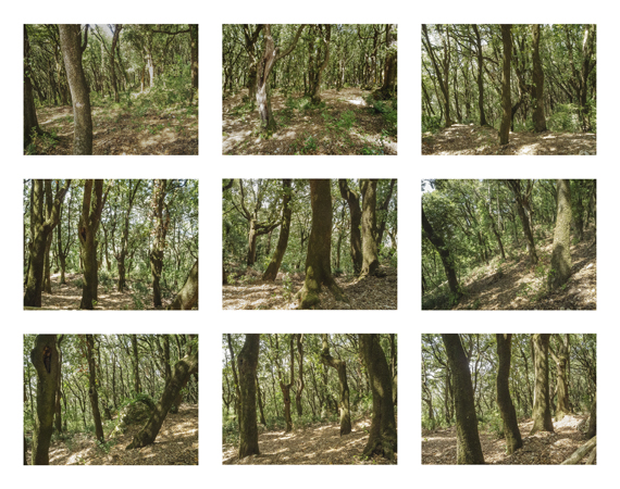 19_forest