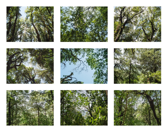 24_sky mostly trees