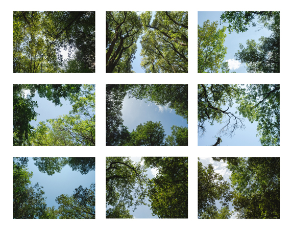 25_sky thru trees