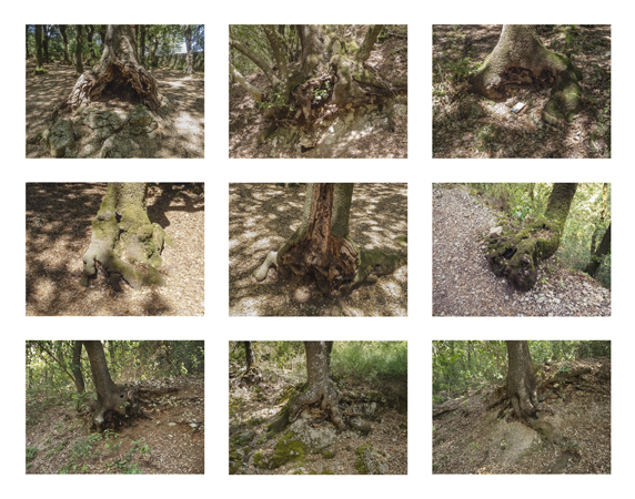 31_tree trunk close