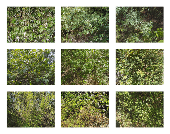 33_leaves close up
