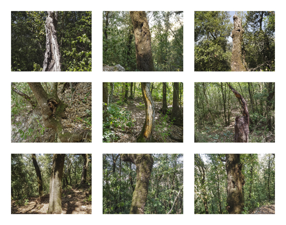 46_single tree close