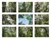 24_sky mostly trees