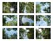 25_sky thru trees