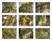 36_moss