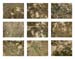 43_ground w sticks 2