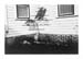 07_Untitlted_1976-palm